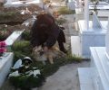 Νεκροταφείο Σχιστού: Επίγεια κόλαση για τ’ αδέσποτα